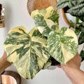 Monstera Creme Brulee Mature Variegated Live Plant One Leaf Rooted Cuttings Rare Indoor Plant Collection Free Phytosanitary product logo