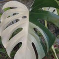 Monstera Borsigiana ALBO Variegated One Leaf Rooted Node Cutting Rare Indoor Plant Collection Free Phytosanitary product logo