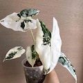 Alocasia Frydek ALBO Variegated Live Planting Corms Rare Indoor Outdoor Gardening Free Phytosanitary product logo