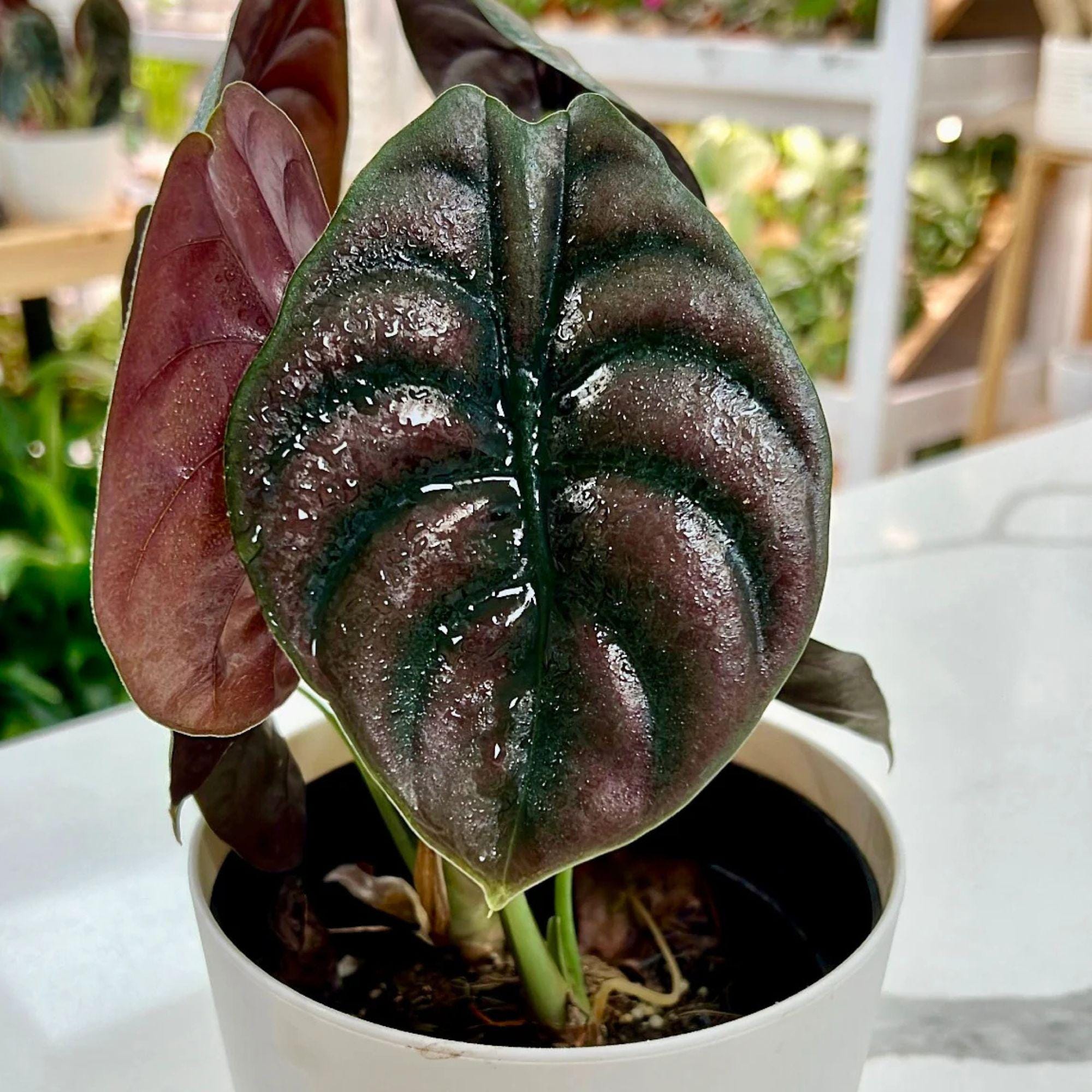 Alocasia dragon scale variegated - Etsy 日本
