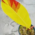Philodendron Red Moon Variegated Rooted Node Cutting With Single Leaf Indoor Outdoor Planting Free Phytosanitary product logo