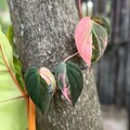 Philodendron Pink Micnas variegated Live Plant Rooted Nodes with Pink Leaf Free Phytosanitary product logo