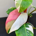 Philodendron Pink Princess Tricolor "Pink Splash Half Moon" Rare Live Plant Rooted Cuttings Tropical House plant Free Phytosanitary product logo