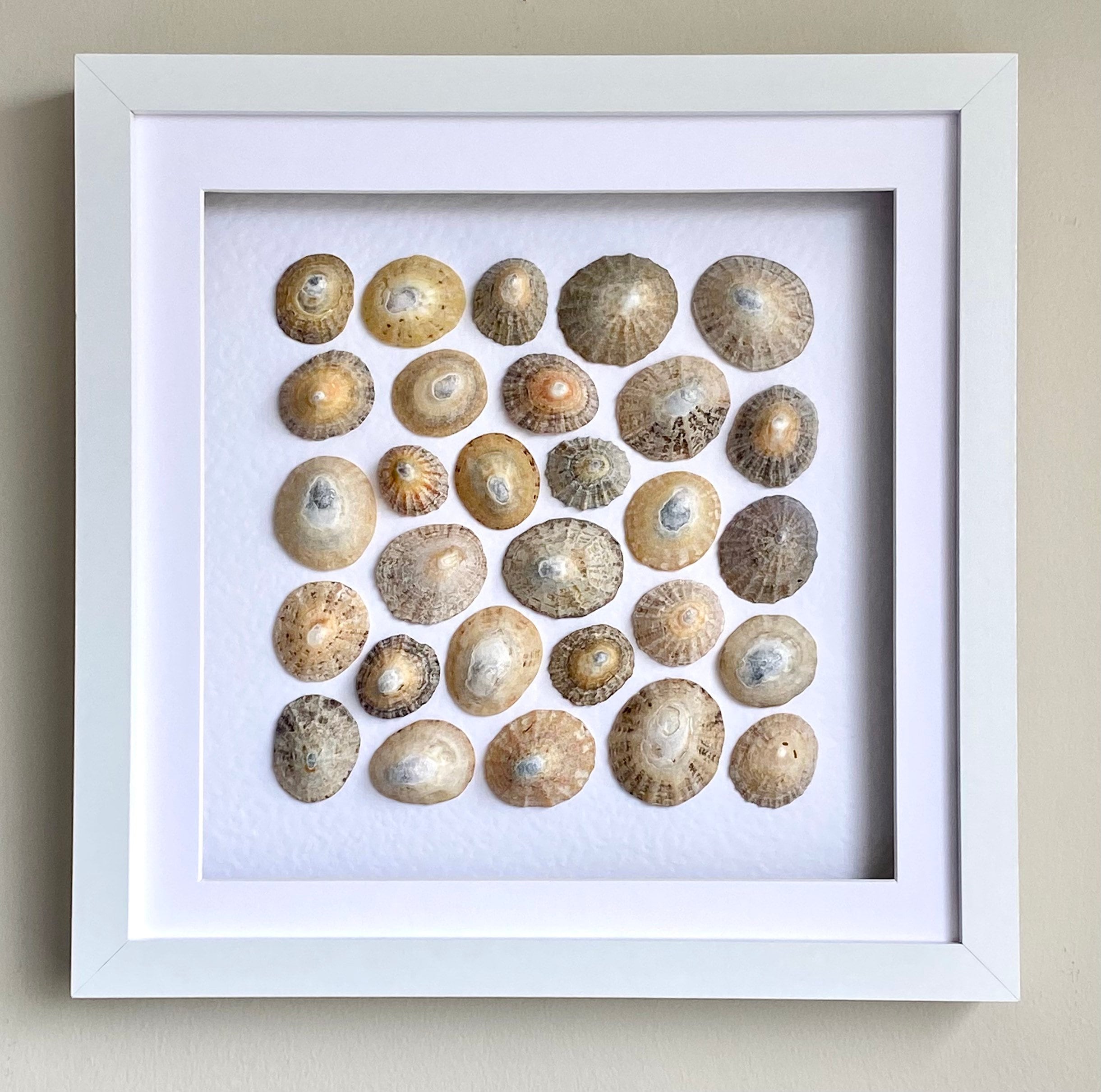 Limpet Shells framed shell art in a white box frame Etsy
