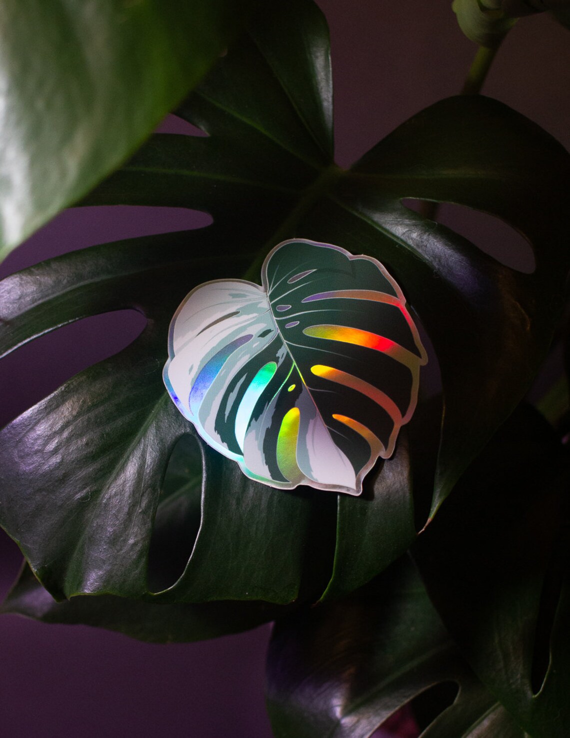 Monstera Albo Philodendron Pink Princess Plant Leaf Etsy