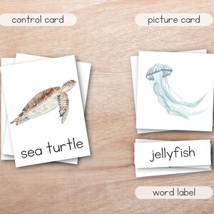 Ocean Animals Nomenclature 3 Part Montessori Cards, Summer Flashcards ...