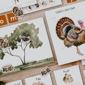 Turkey Unit Study Bundle, Thanksgiving study, Fall Montessori unit, nature flashcards, homeschool nature unit, turkey preschool activities