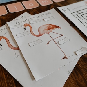 Flamingo Activity Unit, Tropical Bird unit,  3 part flashcards, homeschool nature unit, preschool hands on activity, summer toddler activity