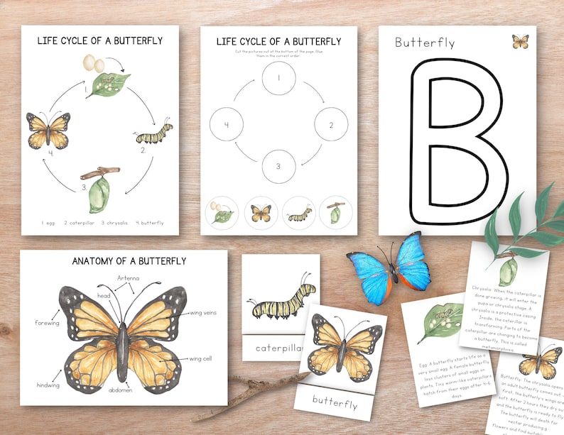 May include: A printable worksheet for kids to learn about the life cycle of a butterfly. The worksheet includes illustrations of a butterfly, caterpillar, chrysalis, and eggs. The worksheet also includes a diagram of the anatomy of a butterfly, with labels for the head, antennae, forewing, hindwing, abdomen, and wing veins.