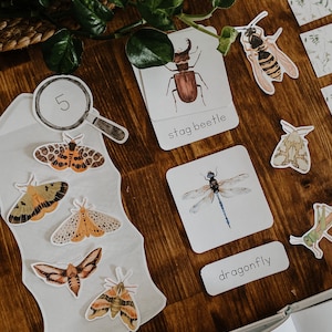 Unità attività insetti, unità Montessori sugli insetti, flashcard sulla natura, unità estiva sulla natura per la scuola a casa, unità di studio sugli insetti, risorse per la scuola a casa