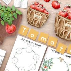 Unité d'étude de la tomate, cycle de vie des plantes, étude de la nature, unité d'été Montessori, cartes mémoire de la nature, unité de la nature à la maison, cartes en 3 parties