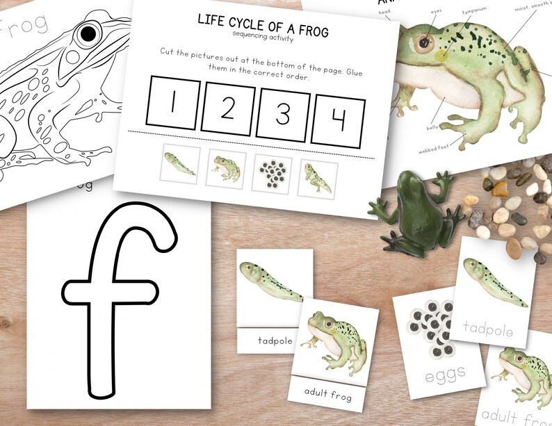 May include: A printable worksheet for kids to learn about the life cycle of a frog. The worksheet includes images of a frog egg, tadpole, froglet, and adult frog. The worksheet also includes a cut-out activity where kids can cut out the images and glue them in the correct order.