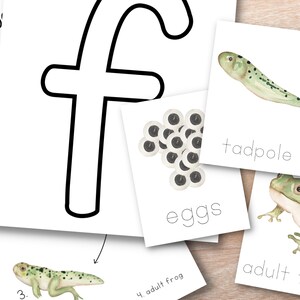 May include: A printable educational chart for kids featuring the letter 'F' and the life cycle of a frog. The chart includes illustrations of frog eggs, a tadpole, a young frog, and an adult frog.