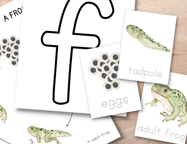 May include: A printable educational chart for kids featuring the letter 'F' and the life cycle of a frog. The chart includes illustrations of frog eggs, a tadpole, a young frog, and an adult frog.