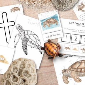 Ensemble d'étude de l'unité de tortue, étude des animaux de l'océan, cycle de vie de la tortue, leçon de printemps Montessori, unité d'été, cartes en 3 parties, cartes de langue
