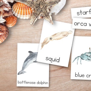 Nomenclatura de animais marinhos, cartões Montessori de 3 partes, flashcards de verão, atividade pré-escolar, animais marinhos, Montessori para impressão