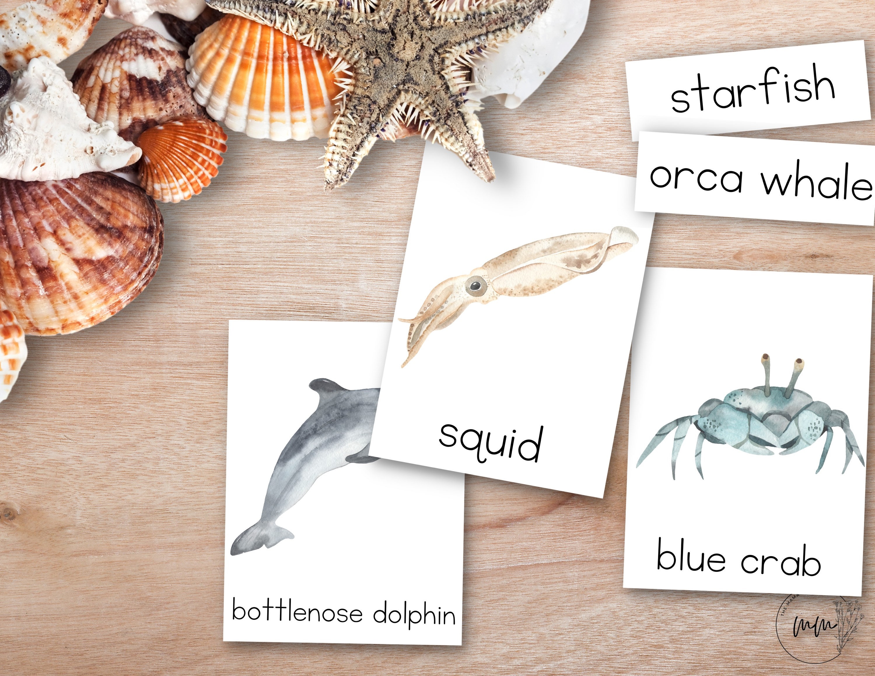 Ocean Animals Nomenclature 3 Part Montessori Cards, Summer Flashcards ...