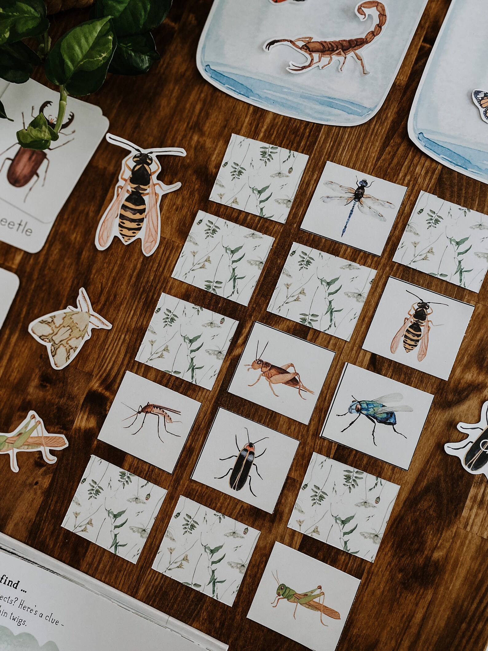 Bug Activity Unit, Insect Montessori Unit, Nature Flashcards ...
