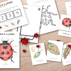 Ensemble d'étude d'unité de coccinelle, étude de la nature, ressource d'apprentissage à la maison, leçon de printemps Montessori, ensemble de printemps, cartes de langue