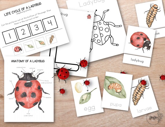 Ladybug Unit Study Bundle, Nature Study, Homeschool Learning Resource, Spring Montessori Lesson, Spring Bundle, Language Cards