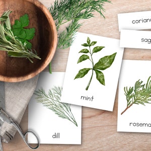 Garten Kräuter 3 Teil Lernkarten, Garten Lernkarten, Vorschulgarten, Montessori Sommer Aktivität, Frühling Lernkarten, Gartenarbeit für Kinder