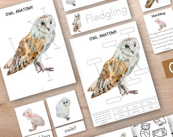 Puede incluir: Un conjunto de hojas de trabajo de anatomía de búho imprimibles para niños. Las hojas de trabajo presentan una ilustración de acuarela de un búho con etiquetas para las diferentes partes del cuerpo. El conjunto también incluye una hoja de trabajo con un búho en blanco para que los niños lo etiqueten ellos mismos.