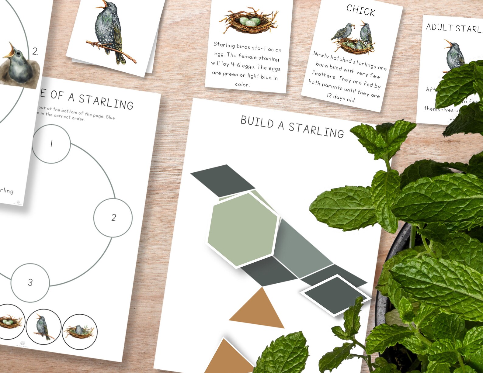 Bird Unit Study Bundle, Bird Study, Fall Montessori Unit, Nature ...