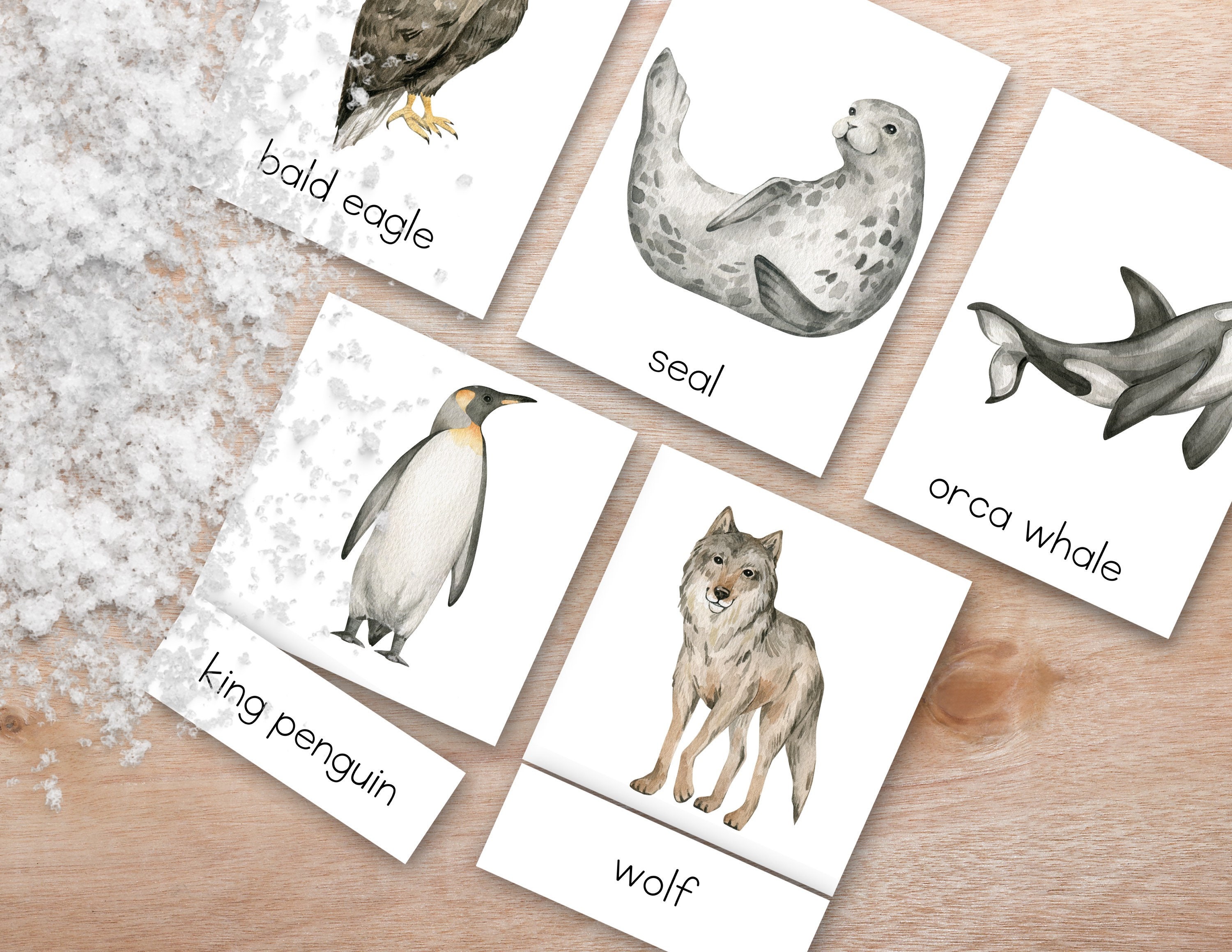 Arctic Animal 3 Part Montessori Nomenclature Cards, Animal Wall Art ...