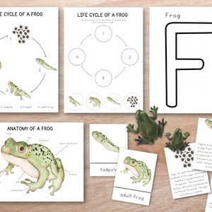 May include: A printable educational chart about the life cycle of a frog. The chart includes illustrations of a frog egg, tadpole, froglet, and adult frog. The chart also includes the word "Frog" with the letter "F" highlighted.