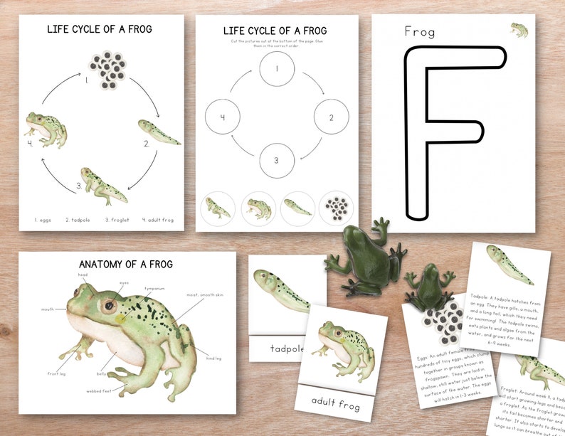 Frog Unit Study Bundle Nature Study Homeschool Learning | Etsy