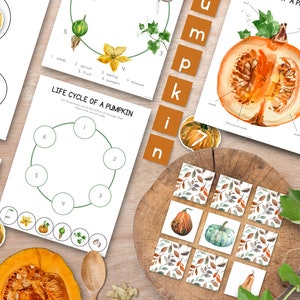 Studio dell'Unità della Zucca, Ciclo di Vita della Zucca, Unità Montessori Autunnale, flashcard sulla natura, unità sulla natura scolastica a casa, attività prescolari, carte in 3 parti