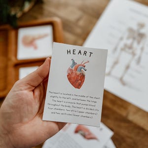 Cartes-éclair en 3 parties d'organes humains, cartes de nomenclature Montessori en 3 parties, squelette d'étude pour l'école-maison, organes humains Montessori, poster squelette