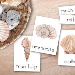 Seashell Shapes Montessori Tarjetas de 3 partes, Tarjetas de conchas marinas, Materiales de aprendizaje Montessori, Tarjetas de nomenclatura, Aprendizaje en casa