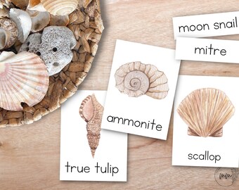 Seashell Shapes Montessori 3 Part Cards, Seashell Flashcards, Montessori Learning Materials, Nomenclature Cards, Homeschool Learning