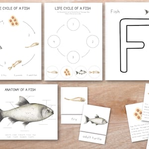 Fisch Lebenszyklus Natur Einheitsstudie, Montessori 3-teilige Karten, Lebenszyklus-Einheitsstudie, Montessori-Lektion, Homeschool-Einheit