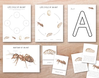 Ant Unit Study Bundle, nature Study, Homeschool Learning Materials, Spring Montessori Lessons, Life Cycle Study, Coloring Page