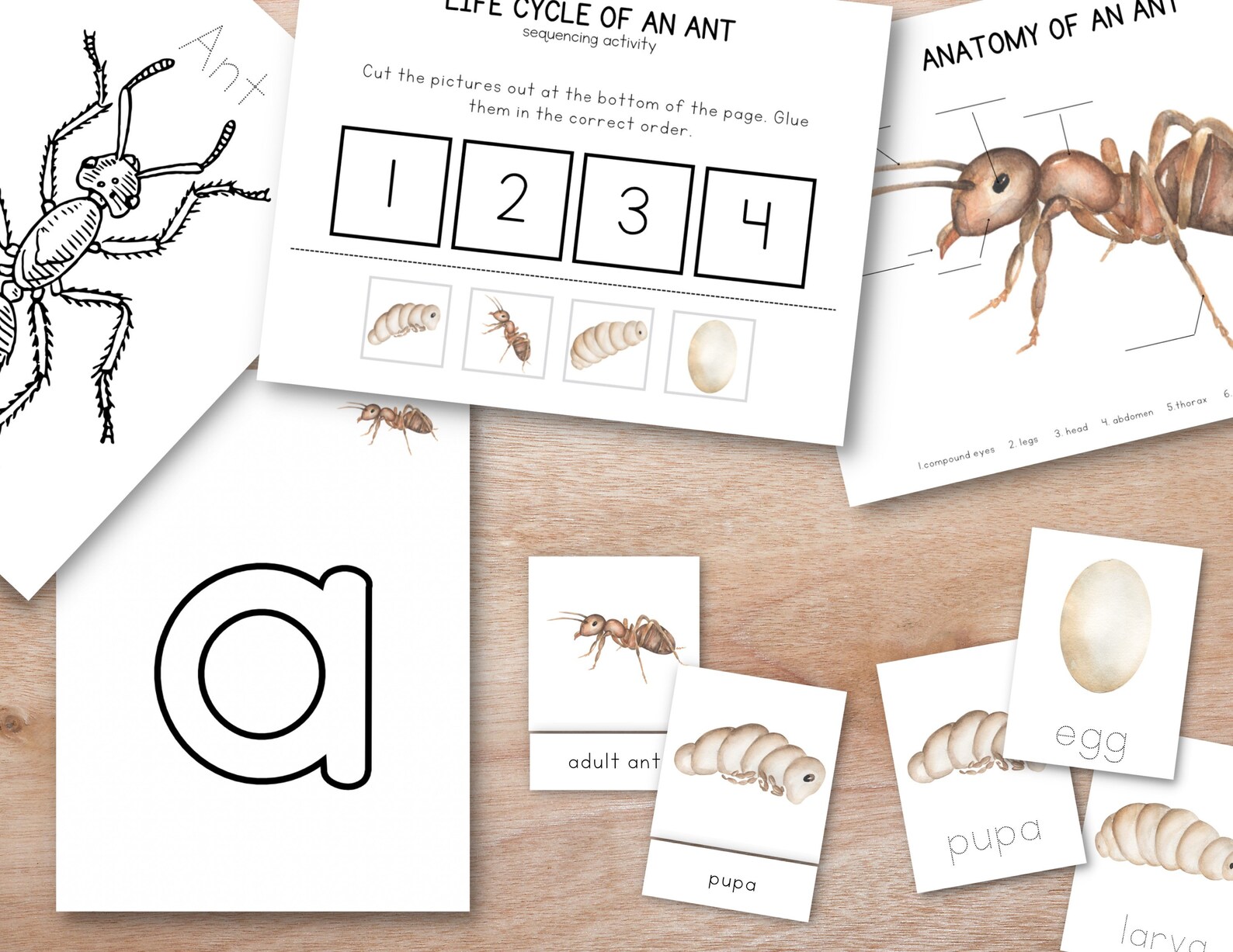Ant Unit Study Bundle, Nature Study, Homeschool Learning Materials ...