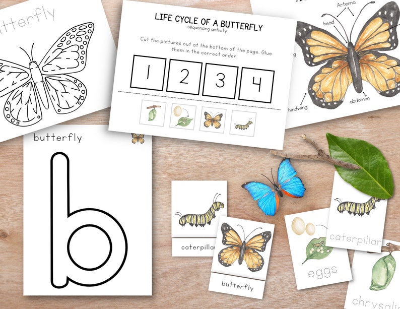 May include: A printable educational activity for kids to learn about the life cycle of a butterfly. The activity includes a sequencing activity with images of a butterfly egg, caterpillar, chrysalis, and butterfly. The images are black and white and can be cut out and glued in the correct order. The activity also includes a printable letter 'b' for butterfly.