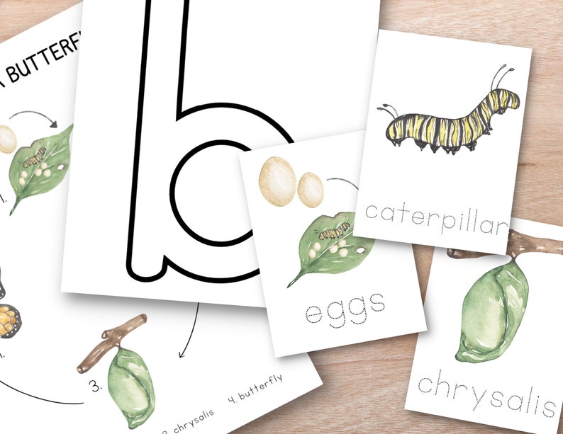 May include: A set of printable cards showing the life cycle of a butterfly. The cards feature illustrations of butterfly eggs, a caterpillar, a chrysalis, and a butterfly. The cards also include the words "eggs", "caterpillar", "chrysalis", and "butterfly".