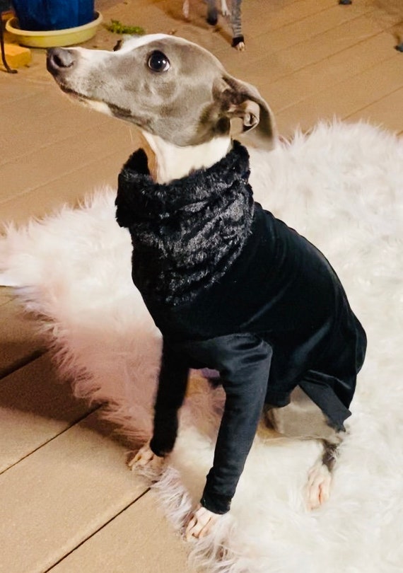 Whippet fur 2025