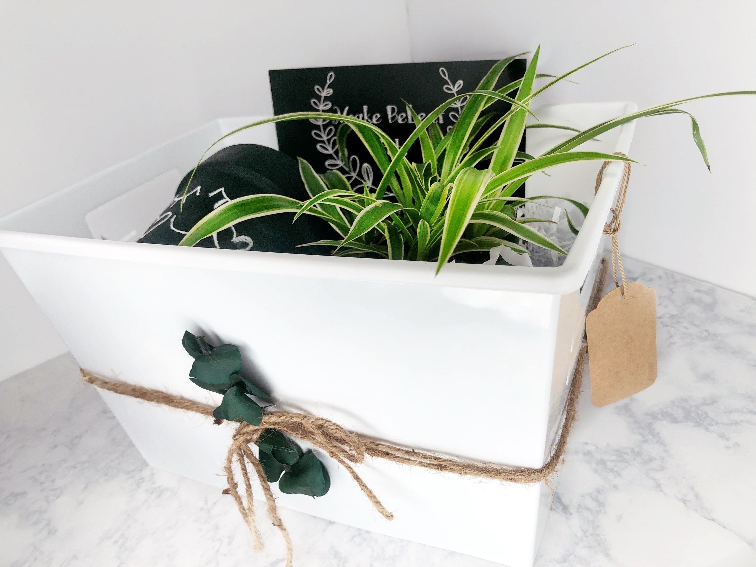 PLANT GIFT BASKET Local pickup only Etsy