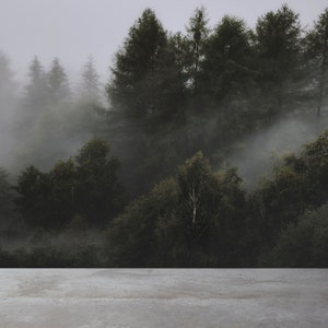 Removable Wallpaper Peel and Stick Wallpaper Wall Paper Wall Mural - Pine forest in the mist