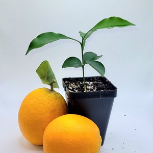 Valencia orange seedling, 3-5 inches tall