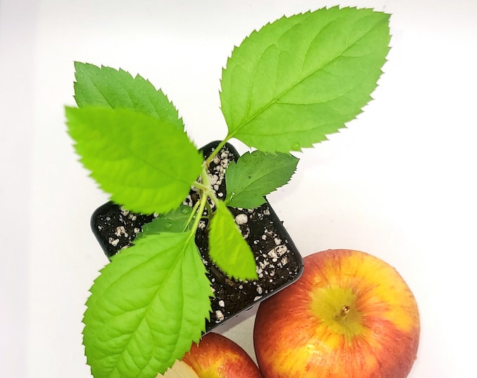 Envy Apple Tree Etsy