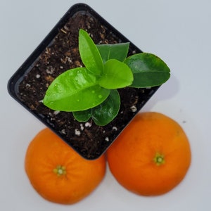Clementine Mandarin orange seedling, 3-5 inches tall.