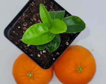 Satsuma Mandarin orange seedling, 3-5 inches tall