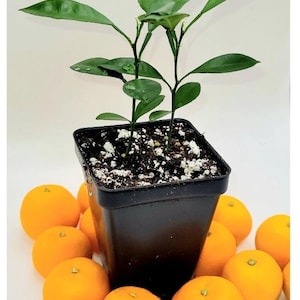 Pot of 2 calamondin trees, 3-5 inches tall.
