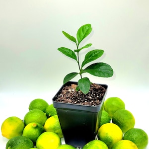 Key lime seedlings, 3-5 inches tall