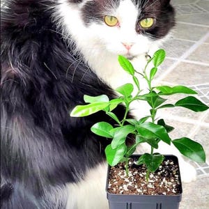 Pot of 2 kaffir lime trees, 6 inches to 1 foot tall.