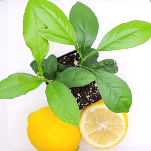 May include: A potted lemon tree with green leaves and two ripe yellow lemons. The lemons are partially visible, with one cut in half to show the inside.